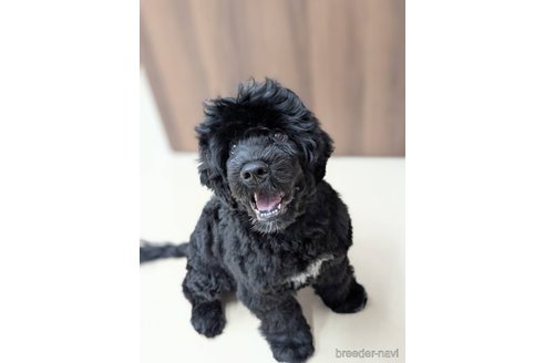 成約済の東京都のその他の犬種-348141の6枚目