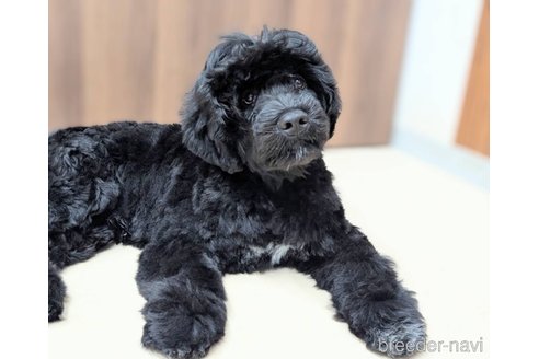成約済の東京都のその他の犬種-348141の5枚目