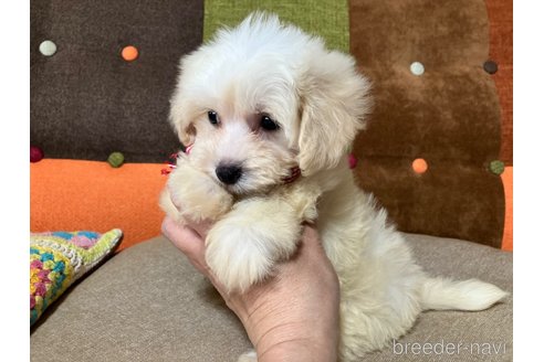 成約済の福岡県のマルプー:マルチーズ×トイプードル-349418の6枚目