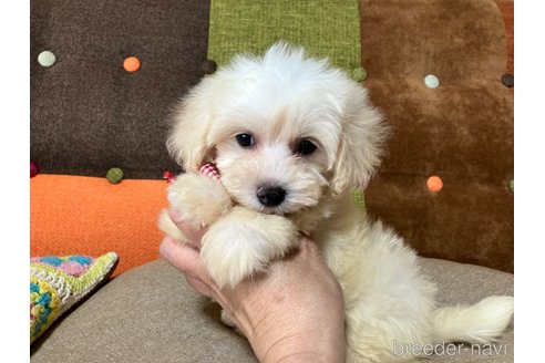 成約済の福岡県のマルプー:マルチーズ×トイプードル-349418の7枚目