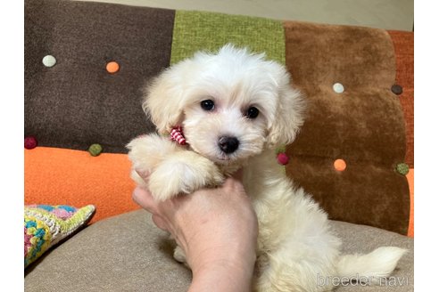 成約済の福岡県のマルプー:マルチーズ×トイプードル-349418の8枚目
