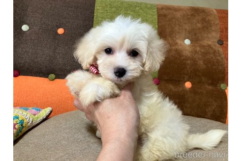 成約済の福岡県のマルプー:マルチーズ×トイプードル-349418の14枚目