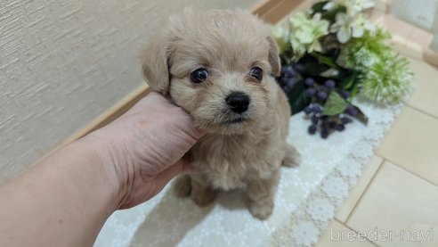 成約済の広島県のチワプー:チワワ×トイプードル-345219の21枚目