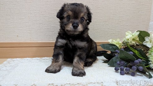 成約済の広島県のチワプー:チワワ×トイプードル-345220の56枚目
