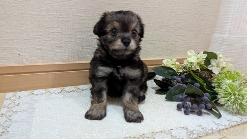 成約済の広島県のチワプー:チワワ×トイプードル-345220の51枚目