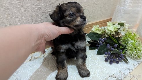成約済の広島県のチワプー:チワワ×トイプードル-345220の50枚目