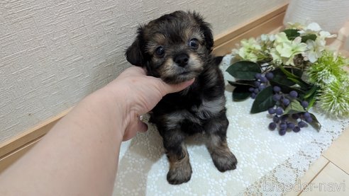 成約済の広島県のチワプー:チワワ×トイプードル-345220の48枚目