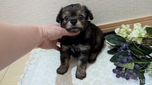 成約済の広島県のチワプー:チワワ×トイプードル-345220の47枚目