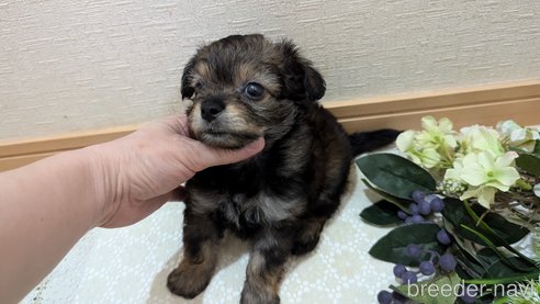 成約済の広島県のチワプー:チワワ×トイプードル-345220の45枚目