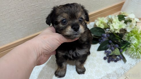 成約済の広島県のチワプー:チワワ×トイプードル-345220の42枚目