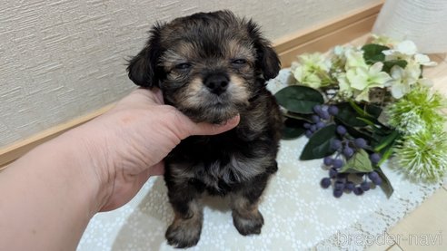 成約済の広島県のチワプー:チワワ×トイプードル-345220の41枚目
