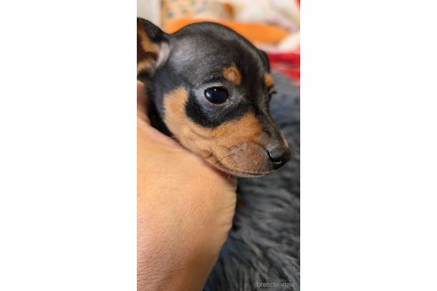成約済の愛知県のミニチュアピンシャー(ミニピン)-349443の5枚目