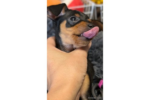 成約済の愛知県のミニチュアピンシャー(ミニピン)-349443の6枚目