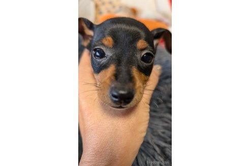 成約済の愛知県のミニチュアピンシャー(ミニピン)-349443の2枚目
