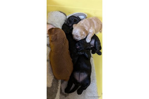 成約済の愛知県のコッカプー:アメリカンコッカースパニエル×トイプードル-349445の12枚目