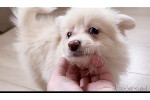 成約済の千葉県のミックス犬-349429の2枚目