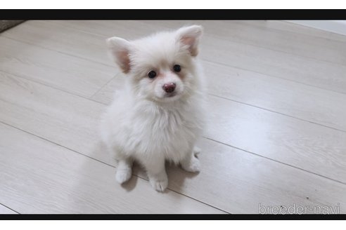 成約済の千葉県のミックス犬-349429の1枚目