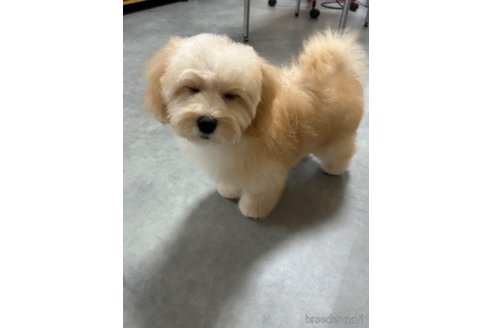 成約済の奈良県のマルプー:マルチーズ×トイプードル-343243の3枚目