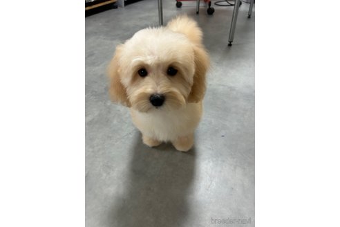 成約済の奈良県のマルプー:マルチーズ×トイプードル-343243の2枚目