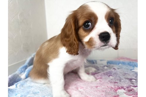 成約済の福岡県のキャバリアキングチャールズスパニエル-349479の6枚目
