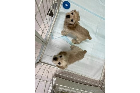 成約済の愛知県のアメリカンコッカースパニエル-349481の5枚目
