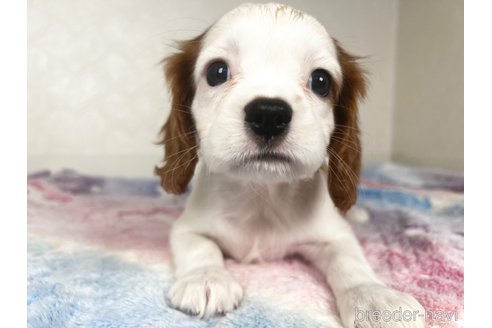 成約済の福岡県のキャバリアキングチャールズスパニエル-349485の6枚目