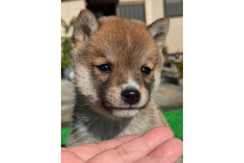 成約済のの豆柴-348070