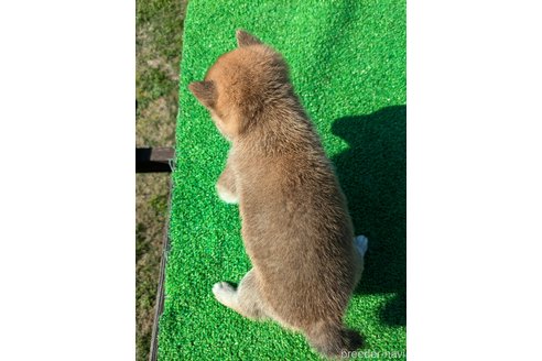成約済の鹿児島県の豆柴-348070の4枚目