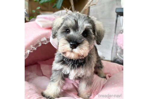 商談中の大阪府のミニチュアシュナウザー-349498の3枚目