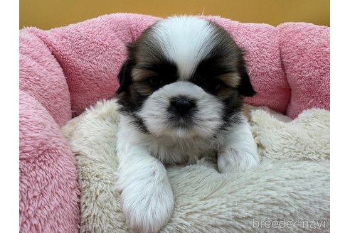 東京都のシーズー｜女の子・2024/09/27生まれ・ホワイト＆ゴールド