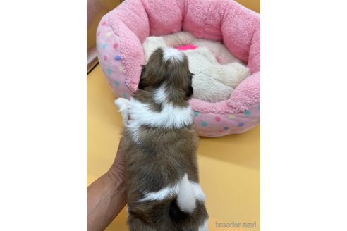 オーダー受付　シーズー　ご予約ページ　レアパネル　8/19 オーダー受付 シーズー ご予約ページ レアパネル 8/19 オーダー