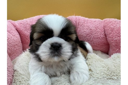 東京都のシーズー｜女の子・2024/09/27生まれ・ホワイト＆ゴールド