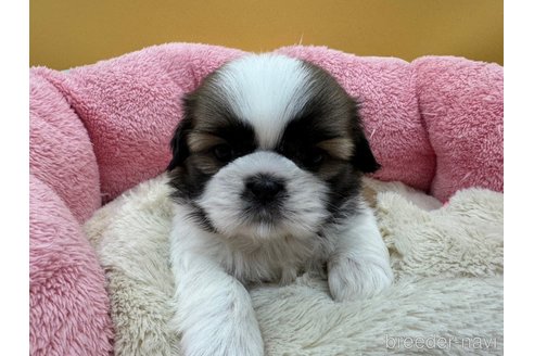 東京都のシーズー｜女の子・2024/09/27生まれ・ホワイト＆ゴールド