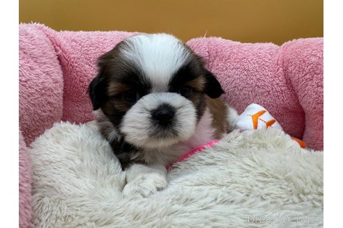 成約済の東京都のシーズー-349508