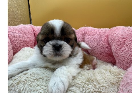 成約済の東京都のシーズー-349510の6枚目