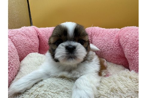 成約済の東京都のシーズー-349510の3枚目