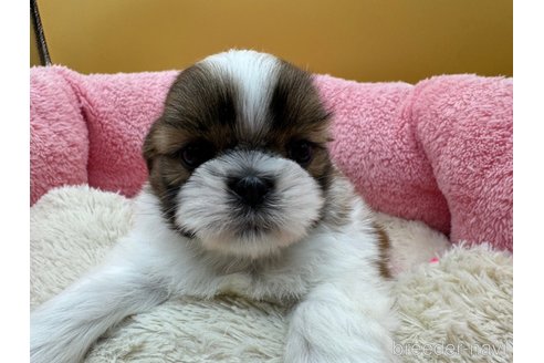 成約済の東京都のシーズー-349510の2枚目