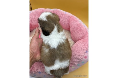 成約済の東京都のシーズー-349511の3枚目