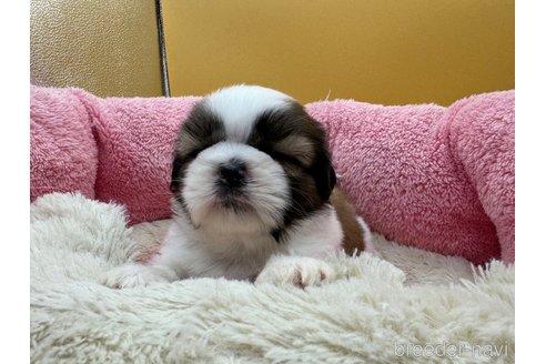 成約済の東京都のシーズー-349511の4枚目