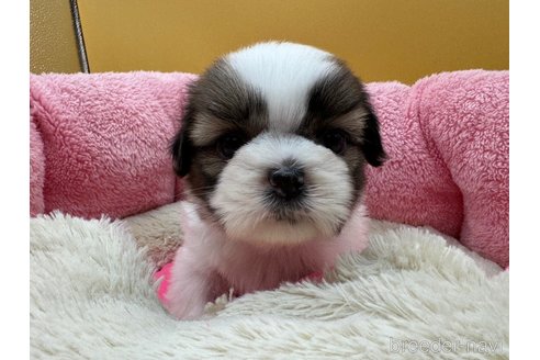 成約済の東京都のシーズー-349511の7枚目