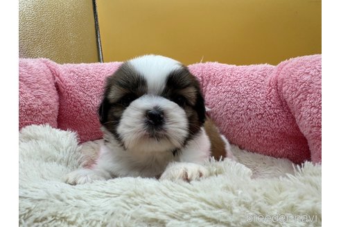 成約済の東京都のシーズー-349511の5枚目