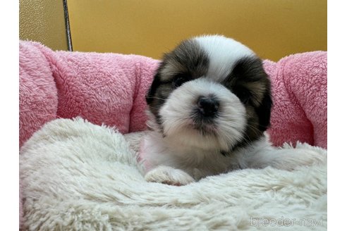 成約済の東京都のシーズー-349511の6枚目