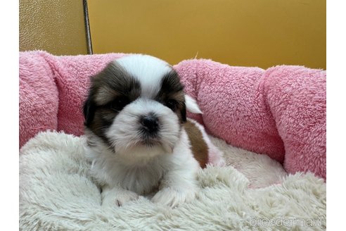 成約済の東京都のシーズー-349511の2枚目