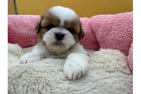 成約済の東京都のシーズー-349512の2枚目