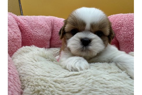 成約済の東京都のシーズー-349512の1枚目