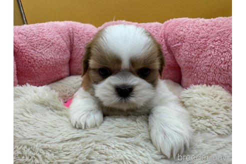 成約済の東京都のシーズー-349512の3枚目