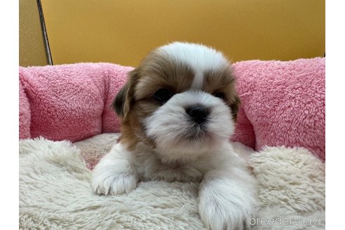 成約済の東京都のシーズー-349512の5枚目