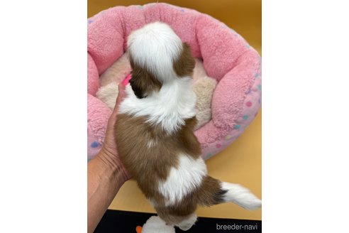 成約済の東京都のシーズー-349513の4枚目