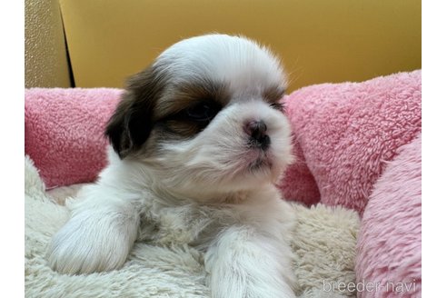 成約済の東京都のシーズー-349513の5枚目