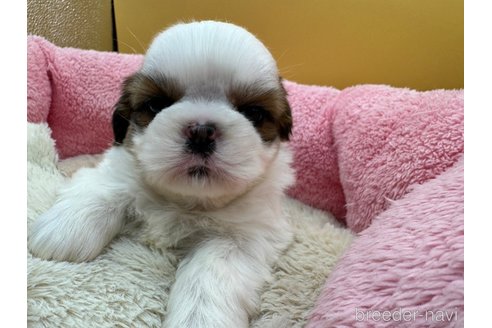 成約済の東京都のシーズー-349513の6枚目